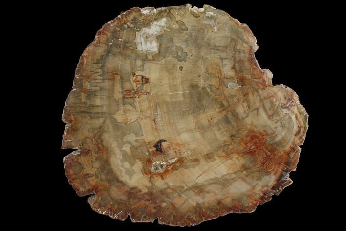 Petrified Wood (Araucaria) Slab - Madagascar #118844